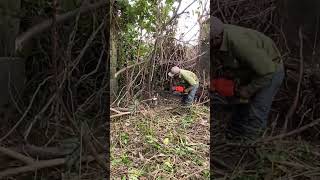 Cutting down tree clean up free cleanup cuttingdowntrees cuttingdowntrees [upl. by Sabu]