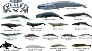 Learn Types of Whales in Ocean  Whales family  whale sounds  Whale Names [upl. by Nodnrb798]