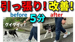 【犬 引っ張る】散歩中の愛犬の引っ張りにはこの胴輪がおススメ！使い方を解説 します！新！遠藤エマチャンネル【犬のしつけ＠横浜】 [upl. by Wane]