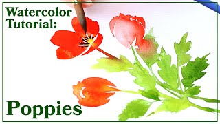 Watercolor Tutorial  How to Paint Poppies [upl. by Ronnholm]