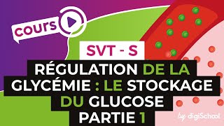 SVT BAC S  Régulation de la glycémie  le stockage du glucose PARTIE 1 [upl. by Adnam]