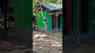 Watch This Whitefaced Capuchin Monkey Climb in Cahuita National Park Costa Rica 🐒 [upl. by Ezekiel]