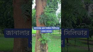 জানালার ফ্রেম তৈরিতে সিলভার ওকের ব্যবহার। [upl. by Krisha]