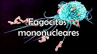 Fagocitos mononucleares [upl. by Ateuqirne818]