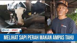 SAPI PERAH MAKAN AMPAS TAHU DAN KETELA AGAR MENJADI GEMUK [upl. by Simpson]