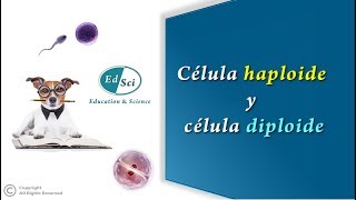 Célula haploide y célula diploide 👈🏻😉✅ [upl. by Eillo275]