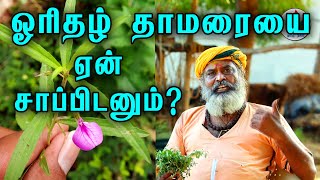 ஓரிதழ் தாமரையை ஆண் பெண் எதற்காக சாப்பிட வேண்டும்  orithal thamarai benefits tamil  Tamil nalam [upl. by Katalin]