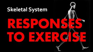 Responses to Exercise  Skeletal System 06  Anatomy amp Physiology [upl. by Gabel]