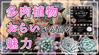 【多肉植物】エケベリアがより楽しく美しく！その深い魅力をご紹介します！ [upl. by Bandur915]