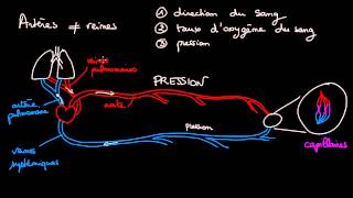 Quelles differences entre arteres et veines [upl. by Langdon]