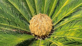 BEAUTIFUL CYCUS PLANT PROPAGATION amp CARE  KANGI PALM  RM Garden shorts [upl. by Yoho]