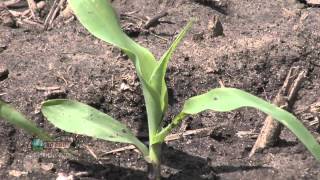 Farm Basics  Corn Growth Stages 737 Air Date 52012 [upl. by Roer]