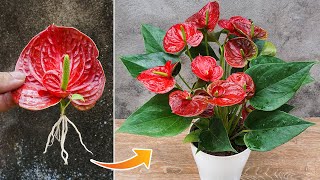 Simple method of propagating anthurium with flower branches [upl. by Symon723]