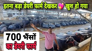 700 Buffalo Dairy Farm Tour  इतनी भैंसे देख ताज़्जुब खा गया  🙃 Buffalo Farming in India [upl. by Nyahs]