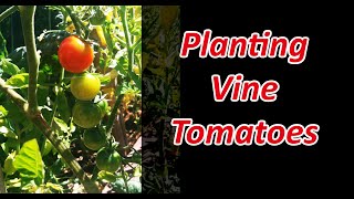 How To Plant Vine Tomatoes  Two Methods [upl. by Merv]