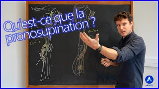 Cours danatomie sur la pronosupination ou prosupination [upl. by Lekkim]