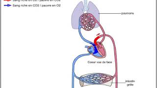 Le système circulatoire sanguin [upl. by Phare]