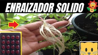 El Mejor Enraizador Fácileconómico Y Efectivo Para Las Plantas Con Tiamina Gato Garden [upl. by Heymann441]