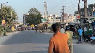 Elephant crossing road in Haridwar 🐘🐘subscribe animals [upl. by Caplan]