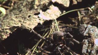 Venomous Australian FunnelWeb Spider [upl. by Lrig]