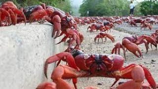 Millions and millions of Red Crabs  The Great Christmas Island [upl. by Etnuhs]