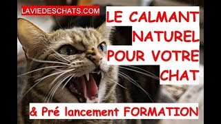 Le calmant naturel pour votre chat 🐱  le zylkène [upl. by Marigolde]