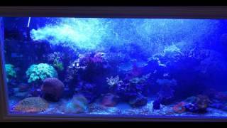 Coral Box Quiet Pump QP16 [upl. by Timotheus]