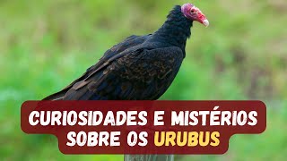 URUBUS  CONHEÇA 15 CURIOSIDADES INCRÍVEIS SOBRE A VIDA DOS URUBUS [upl. by Enelyar113]