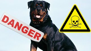 Top 5 Des Chiens Les Plus Dangereux Du Monde [upl. by Ahcire]