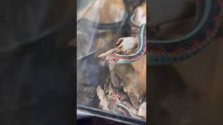 RedSided Garter Snakes Moving Day bioactive reptiles everevolvingexotics gartersnakes snakes [upl. by Euqinad]