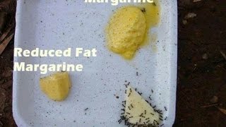 DO ANTS PREFER BUTTER OVER MARGARINE [upl. by Alatea]