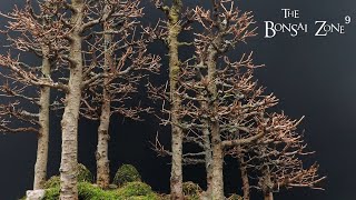 Larch Forest Work Day 2 The Bonsai Zone Jan 2022 [upl. by Elleved]