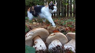 Porcini mushrooms about 2 minutes from the house😍 [upl. by Eiroc]