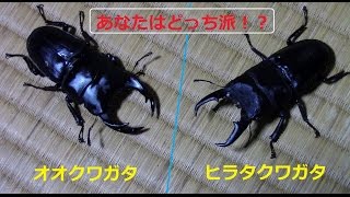 オオクワガタとヒラタクワガタ【あなたはどっち派？】 [upl. by Ecilayram]