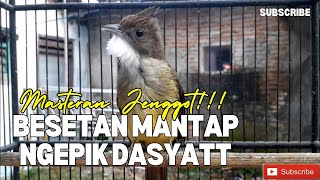 Masteran Cucak Jenggot BESETAN MANTAP  NGEPIK DASYAT POLLL [upl. by Eekorehc755]