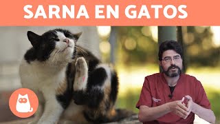 SARNA EN GATOS  Tipos Síntomas y Tratamiento [upl. by Retseh]