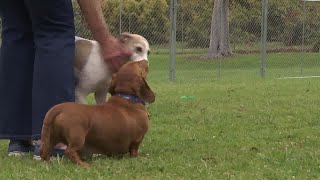 CDOG off leash dog park opens in Carpinteria [upl. by Nicoli]