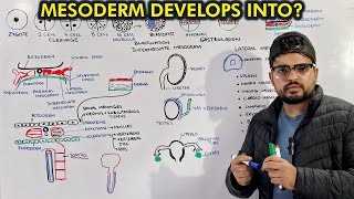 Mesoderm Embryology Organogenesis from Mesoderm [upl. by Anawqahs]