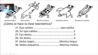 Claves taxonómicas explicación noveno grado [upl. by Coral264]