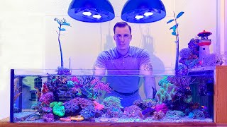 REEF TANK TOURS  quotNano Shallowreef islandquot  LPS 45 gallon aquarium OVERVIEW 4k [upl. by Guido]