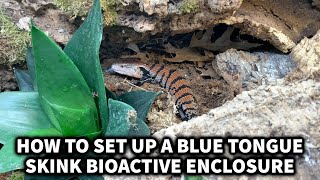 How to set up a Blue Tongue Skink BioActive Enclosure with The Bio Dude [upl. by Eidob]