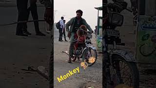 Monkey 🐒 raja is king 👑 of the Pakistan [upl. by Notkcorb388]