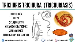 Trichuris trichiura Morfología Ciclo de vida Patogenia Clínica Diagnóstico Tratamiento [upl. by Milinda]