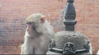 Monkey Temple Kathmandu Nepal [upl. by Rhona]