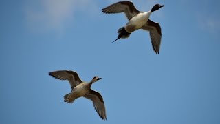 Hunting Waterfowl on Small Water [upl. by Ailel]