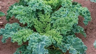 Everything You Need to Know About Growing Kale [upl. by Einneg]