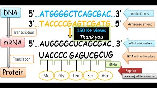 Difference between Sense Strand and Antisense Strand of DNA  Coding Strand vs Non coding Strand [upl. by Oirevas]