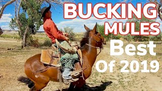 The Best of 2019 Bucking Mules Wild Cattle and Fast Horses [upl. by Toogood]