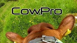 CowPro  GoPro mounted on a COW Kviger på ferieHeifers on holiday [upl. by Cathee3]