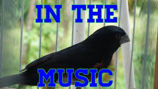 Trinidad bullfinch MUSIC [upl. by Adnac902]